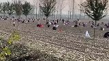 承包商收花生时遭数百村民哄抢 村干部：管了，能力有限管不住