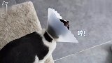 家里猫大哥腿受伤，老二立马预谋篡位，竟用屁崩走大佬！