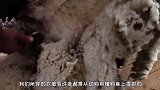 史上最没“骨气”绵羊，不想剪毛逃了7年，最后回来让主人剪毛