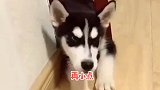 二哈的声音大小能调，开关在鼻子上，太可爱了！