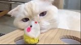 猫咪是不是失恋了，一副生无可恋的样子