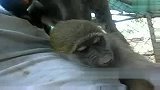 搞笑-20120323-宠物奇趣-尼玛猴子都这样笑吗？第9秒的时候，人类阻止不了它了！
