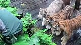工作人员入园拾取掉入虎园手机