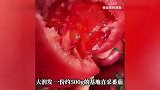 番茄身价暴涨10倍！夏天2块一斤如今“奔十”