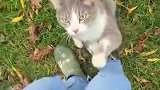 一只爱撒娇的猫猫