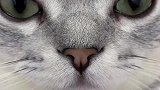 抱一下怎么了，人家的小猫咪都给抱抱，你个小气鬼