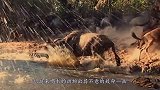 鳄鱼的天敌终于出现了！吃鳄鱼就如同吃辣条，简直太厉害！