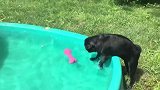 狗狗在大水盆边上，想捞出粉色的玩具，真的是优秀！