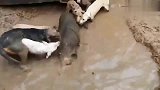 猎狗：这头猪让我来，你们在旁边打助攻，主人快救我。