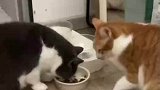 小猫咪吃饭互相谦让，画面和谐友爱
