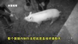 这个地方把死猪挂在屋梁上 年代越久越值钱