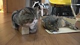 猫咪的嫉妒心太强了，没有占据大盒子满脸不爽