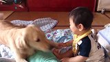 金毛逗小主人开心，小主人笑得不亦乐乎，画面十分有爱