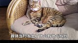 狸花猫  萌宠出道计划 中国为什么没有被世界认可的品种猫？