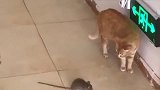 猫抓住老鼠后，就这样玩它，老鼠：怎么滴来个痛快的呀