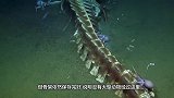 潜水员在深海探索，偶然发现一具5米长的骨架，专家：一切都值了