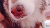 狗狗：这玩意太好吃了，还有么