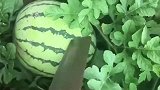 从网上买的西瓜种子，成熟了以后，切开是白色的瓤！