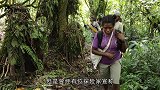 最像凤凰的鸟类，由于过度捕猎，如今只现身人迹罕至的丛林