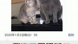 小猫咪敌不动我不动