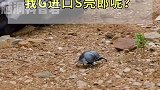 谁能想到，屎壳郎的作用那么大呢？