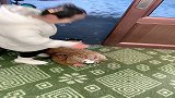 小孩进家门，摔了一大跤