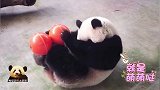 胖嘟嘟的熊猫宝宝圆仔手脚并用玩串珠，圆滚滚的身材超可爱
