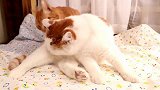 橘猫帮白猫舔毛，橘猫：怎么样，我这力度还行不