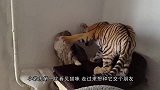 宝宝拿起猫咪的尾巴一口下去，猫咪发狂，回头一看立马变脸！