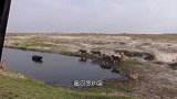 狮子一口咬住水牛屁股,结果狮群突然散去,水牛：发生了什么