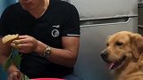 男主人不给金毛犬吃好吃的，结果遭到金毛犬的暴打，看完忍住别笑