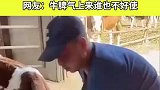 小牛犊为了吃的有多拼，顶撞主人至跌倒！