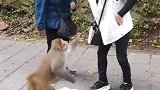 奶奶游玩公园，遇见猴子打劫