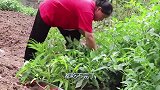 这才是猪肉最好吃的做法，小妹1人吃1盘还嫌不过瘾，把我看饿了