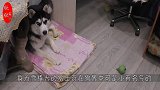 雪橇犬哈士奇终于看到雪，根本控制不了自己-来啊，快活啊！
