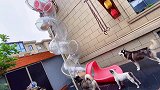狗子滑梯竞速比赛，你们猜猜谁赢了？真是太会玩了！