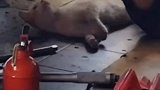 爱学习的小猫咪，爱了爱了