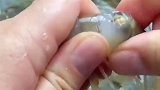 水产店老板教我的一秒去虾线，去不去头你说了算！