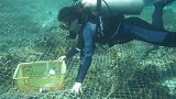 女科学家潜入海底种珊瑚 网友：这也许是世上最美的工作吧