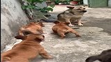 4条宠物狗挑战一条土狗，结局有点戏剧性啊，哈哈