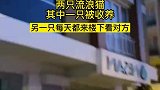 两只流浪猫，其中一只被收养