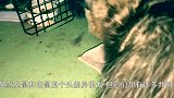 负鼠在狗狗面前装死，没想到自己被识破了，接下来它的举动太搞笑