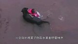 国外4岁小男孩学游泳，狗狗误判其溺水硬是“施救”上岸！