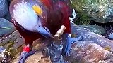 鹦鹉喝水不比乌鸦差吧！