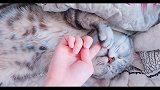 小猫咪享受着技师小姐姐的按摩，根本就不想醒来
