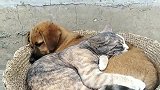 猫：狗哥，我来陪你聊天来了！土狗：你就是来蹭床位的！