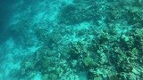 孤岛潜捕海货丰富，智斗十几斤的大猛货，收获满满托着大货真过瘾