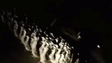 300只鸭子离家出走上公路 警察深夜送回