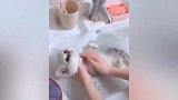 好乖巧的猫咪啊，老老实实的洗澡，看着真是有趣！