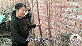 “香椿芽”不仅好吃，而且对我们身体好处大，看视频了解一下吧